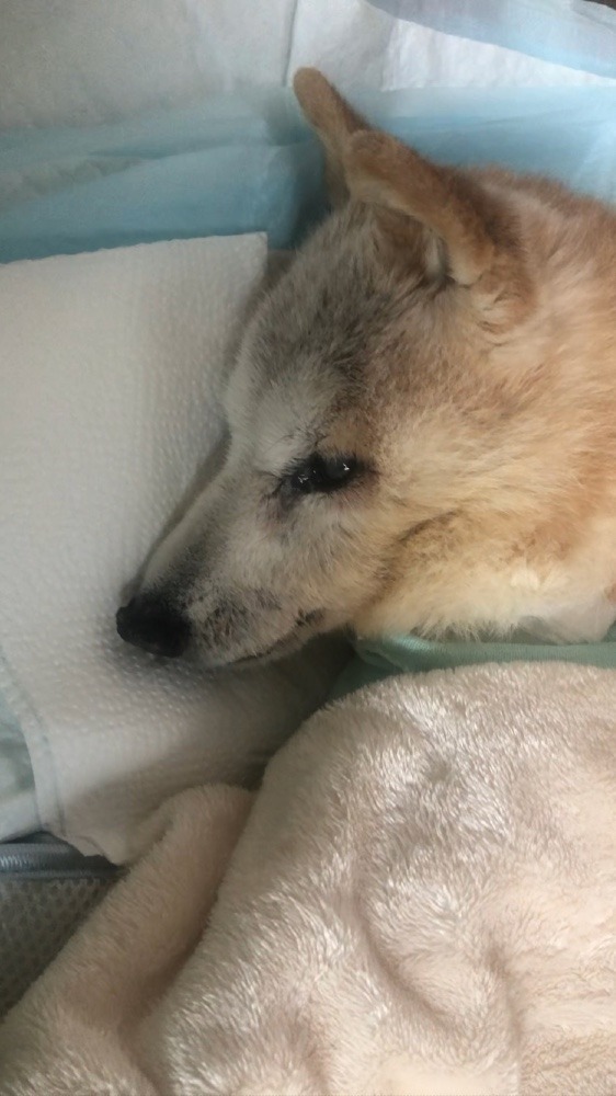 大事な子を失った日