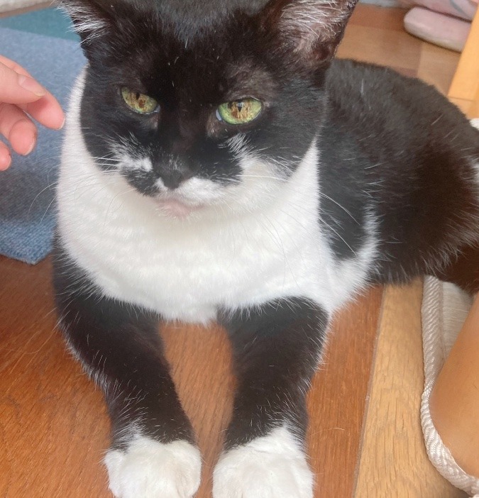 お空に行ってしまいました。