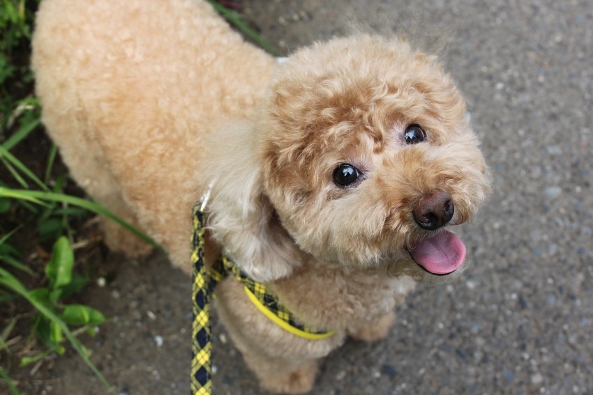 しばらくの間、閲覧のみで利用します。