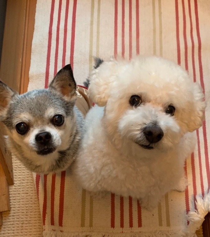 花見をしようよ!